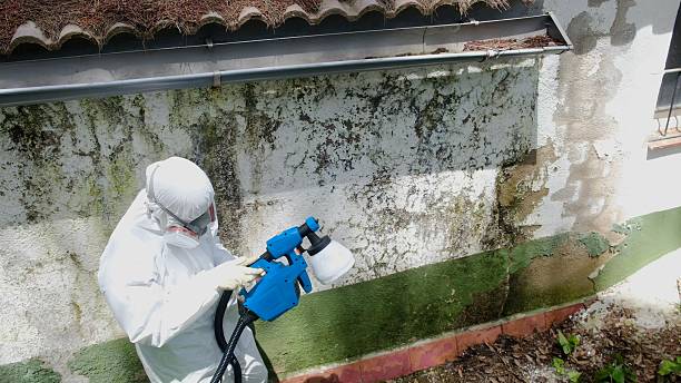 Top rated local Bathroom Mold Removal specialists in Salem, IL
